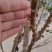 沙巴嘉宝果树15年树带花带果，原土带叶发货