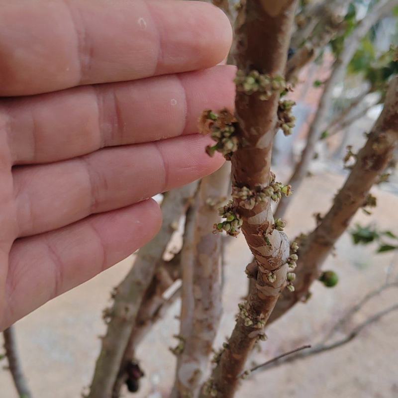沙巴嘉宝果树15年树带花带果，原土带叶发货