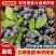 山东头茬蓝莓莱克西博雾L25优瑞卡云雀果厚糖分高