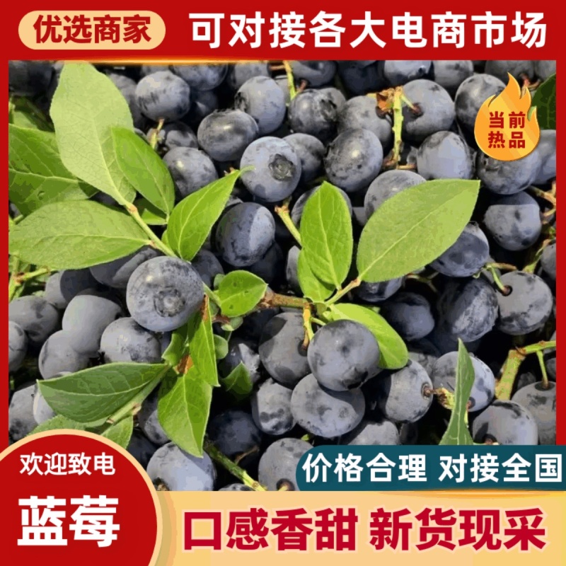 山东头茬蓝莓莱克西博雾L25优瑞卡云雀果厚糖分高