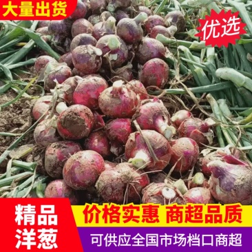 山东精品紫皮洋葱大量上市产地直发价格便宜保质保量