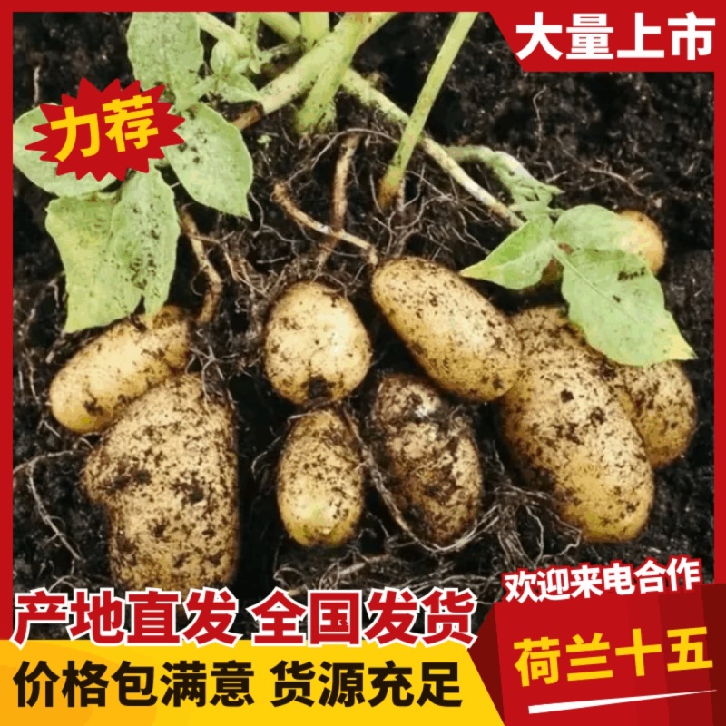 荷兰十五土豆黄皮黄心V7货源稳定价格优惠品质保障