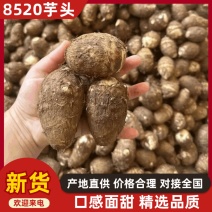 山东8520芋头牛奶芋头毛芋头市场电商品质保证