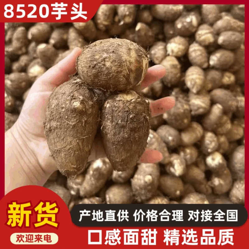 山东8520芋头牛奶芋头毛芋头市场电商品质保证