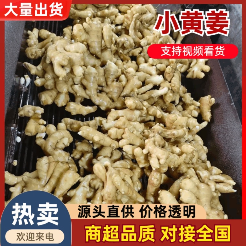 【坏烂包赔】山东窖藏小黄姜规格齐全货源稳定价格实惠