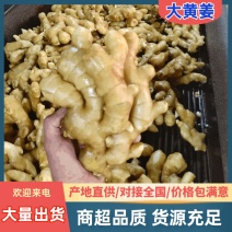 精品大黄姜块大颜色好辛辣味十足一手货源坏烂包赔全国发货