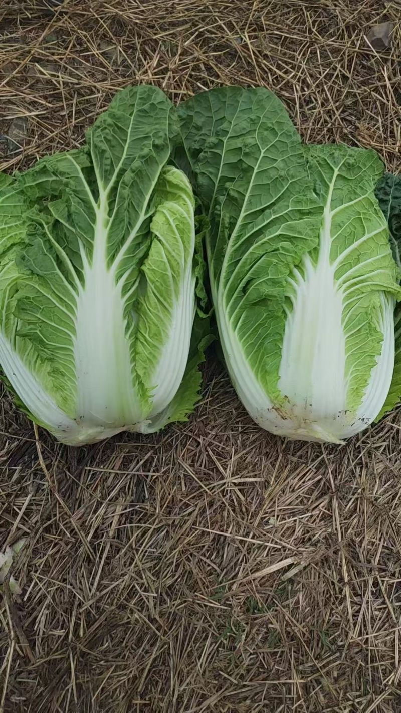 广西黄心白菜新鲜上市对接全国量大从优欢迎询价热卖