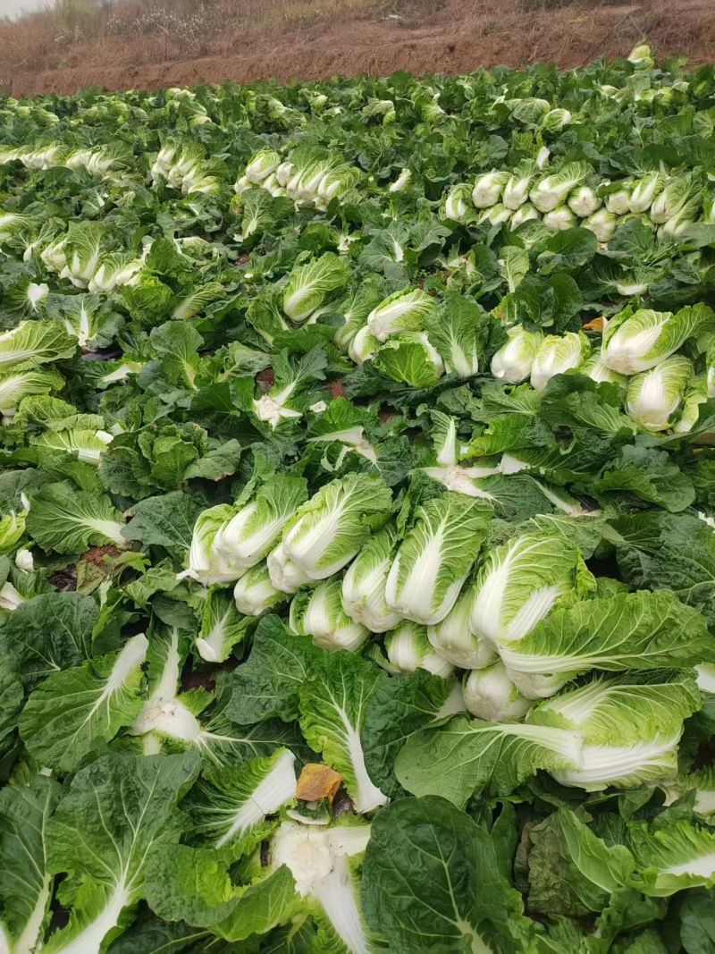 广西黄心白菜新鲜上市对接全国量大从优欢迎询价热卖