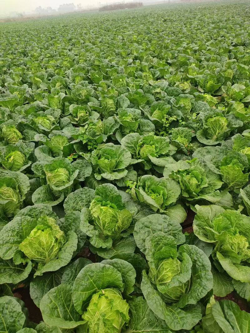 广西黄心白菜新鲜上市对接全国量大从优欢迎询价热卖