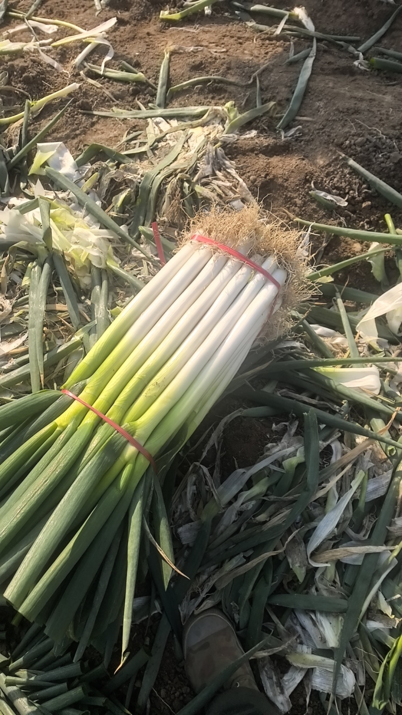 铁杆大葱网包净葱产地一手货源，对接批发市场批发商