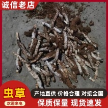 虫草/冬虫夏草/产区直发/货源充足