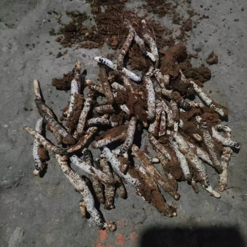 虫草/冬虫夏草/产区直发/货源充足