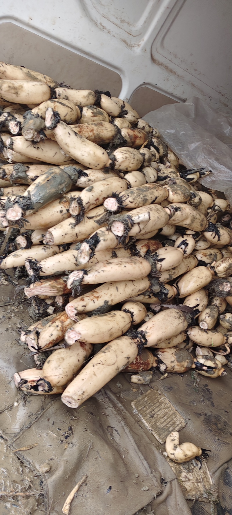 阜南精你货藕白条形好品质好质量好一手，货源可以视频看货