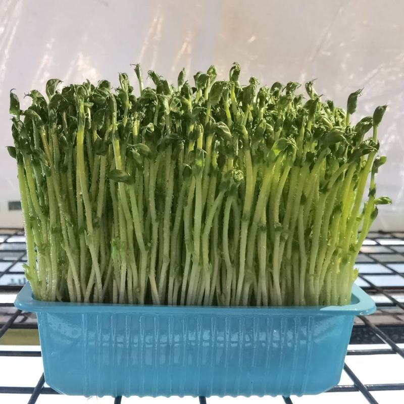 精品豌豆苗，一手货源，保质保量，可对接电商商超等，诚信经营