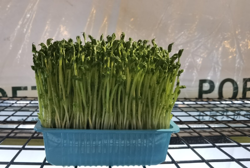 精品豌豆苗，一手货源，保质保量，可对接电商商超等，诚信经营