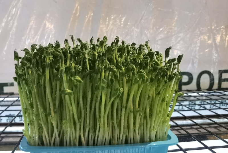 精品豌豆苗，一手货源，保质保量，可对接电商商超等，诚信经营