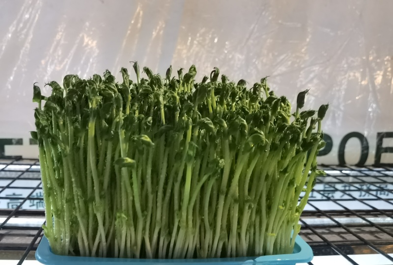精品豌豆苗，一手货源，保质保量，可对接电商商超等，诚信经营