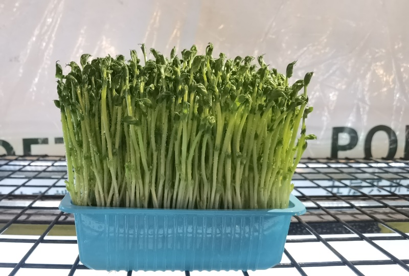精品豌豆苗，一手货源，保质保量，可对接电商商超等，诚信经营