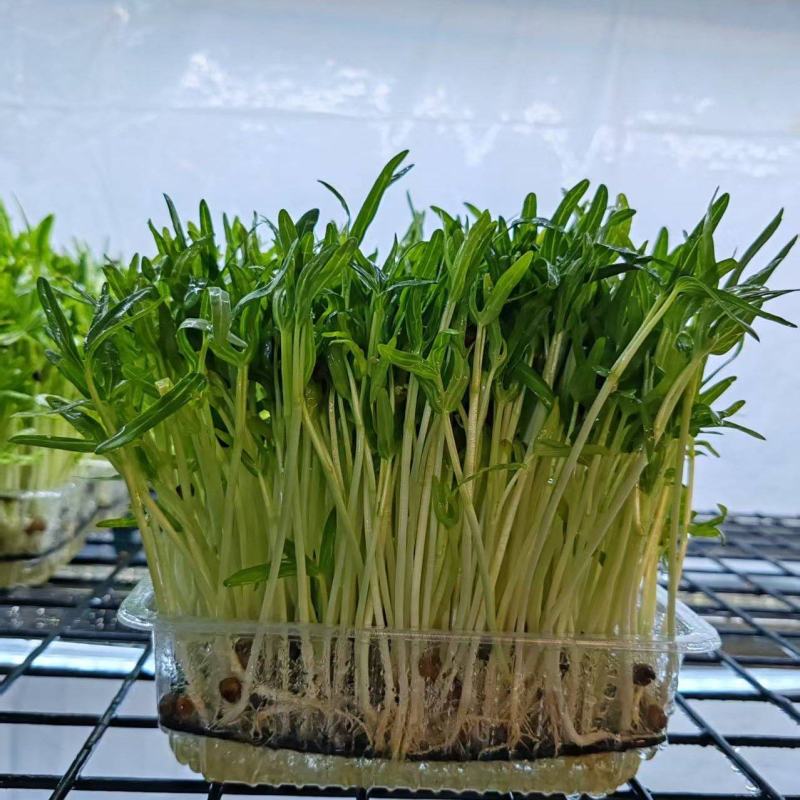 北京精品空心菜苗，诚信经营，量大从优，可视频看货，欢迎选购