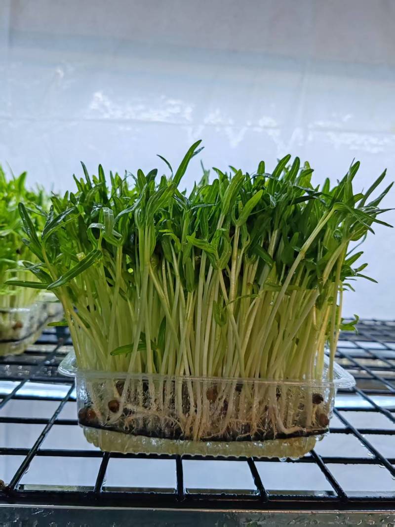 北京精品空心菜苗，诚信经营，量大从优，可视频看货，欢迎选购