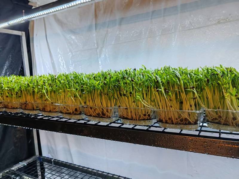 北京精品空心菜苗，诚信经营，量大从优，可视频看货，欢迎选购