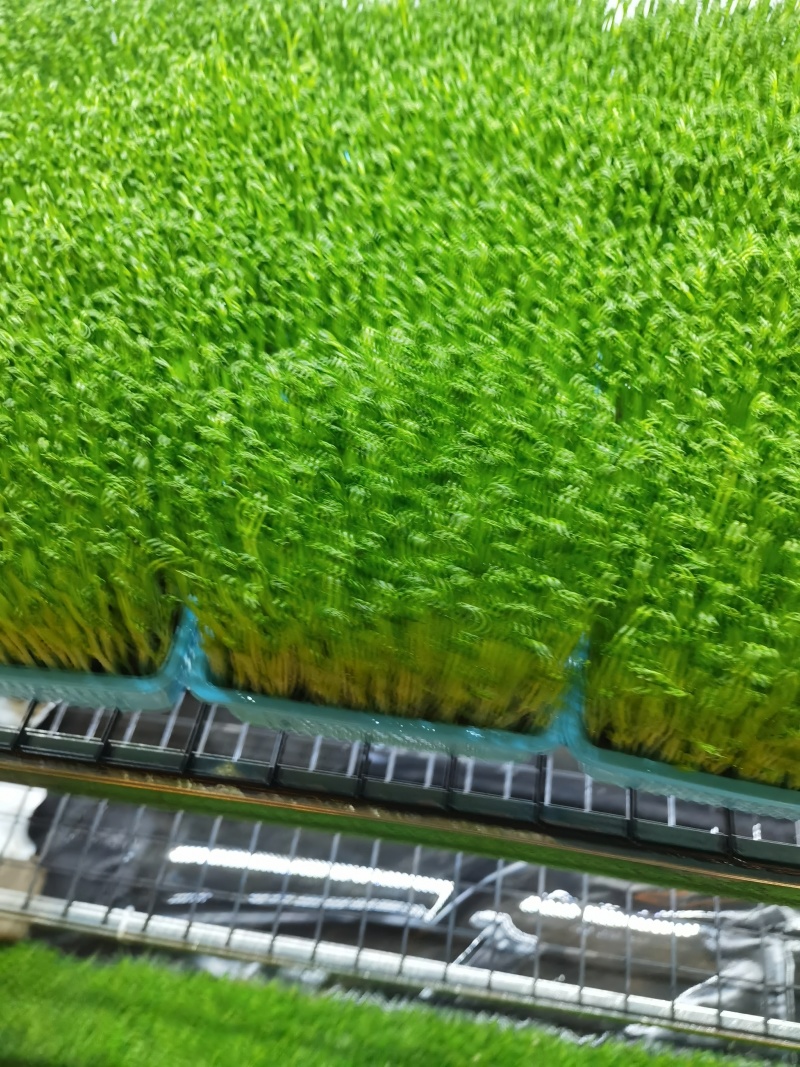 北京精品空心菜苗，诚信经营，量大从优，可视频看货，欢迎选购