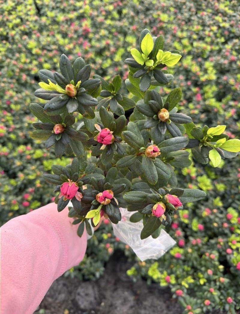 西洋娟基地批发，西洋娟大杯苗，四季杜鹃，比利时杜鹃基地