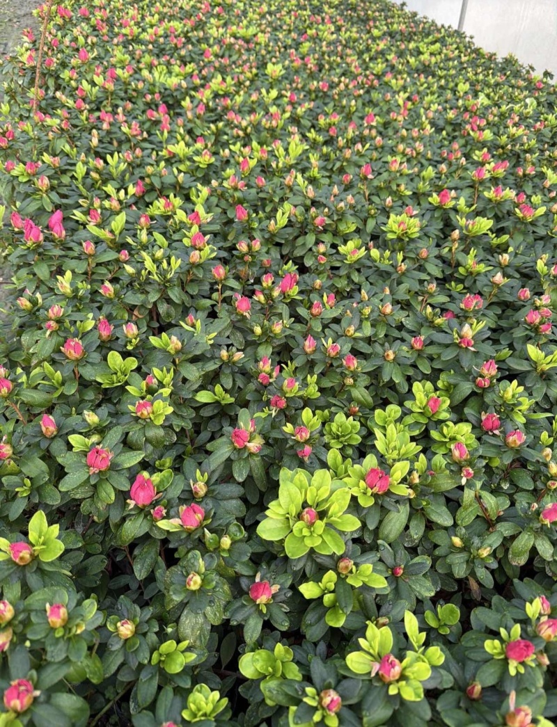 西洋娟基地批发，西洋娟大杯苗，四季杜鹃，比利时杜鹃基地