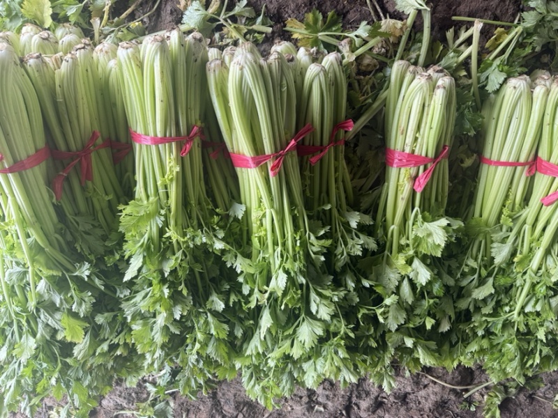 西芹****价钱好商量