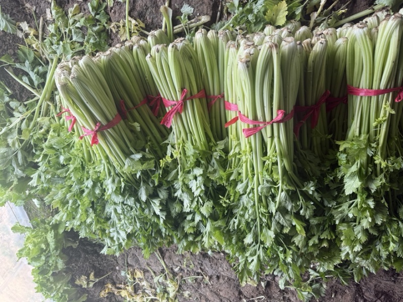 西芹****价钱好商量