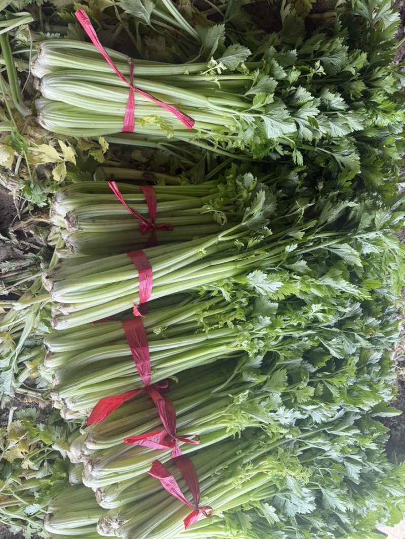 西芹年前****，价钱好商量