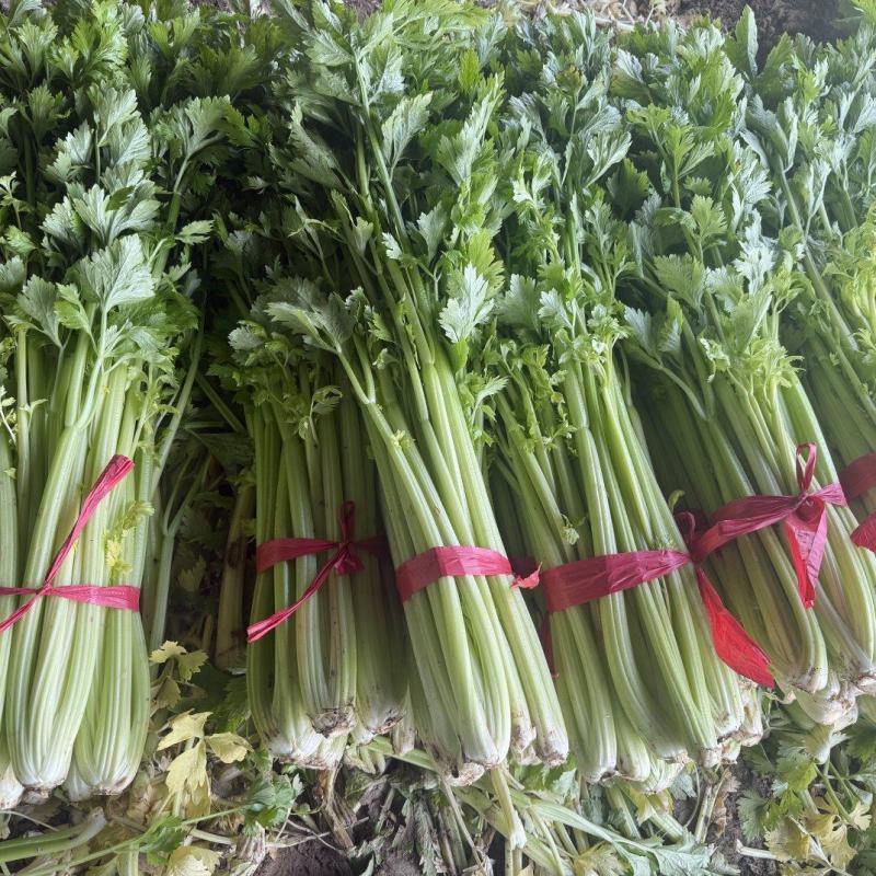 芹菜热卖中，价格好商量