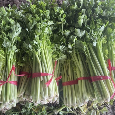 芹菜热卖中，可电话联系，价格好商量