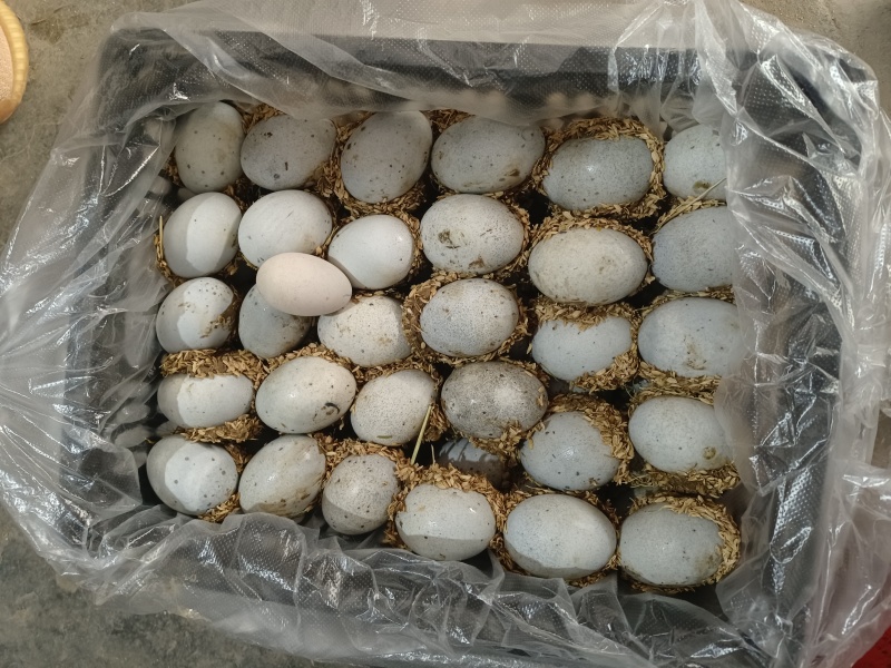 赶大集摆地摊畅销品包泥松花蛋