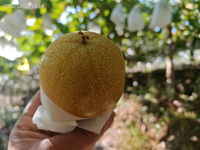 哥伦比亚热情果