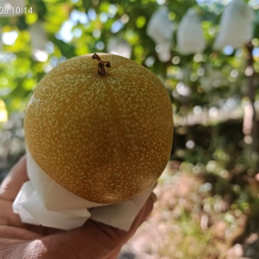 哥伦比亚热情果