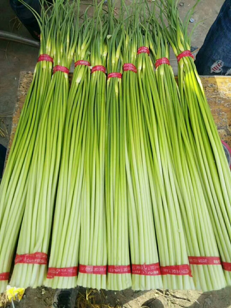 蒜苔品质保证服务周到产地直发价格美丽欢迎联系