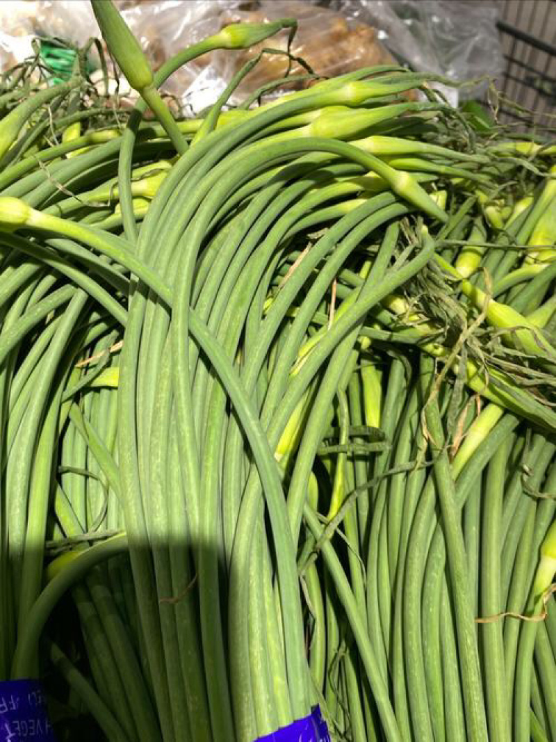 蒜苔品质保证服务周到产地直发价格美丽欢迎联系