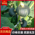 贝贝南瓜