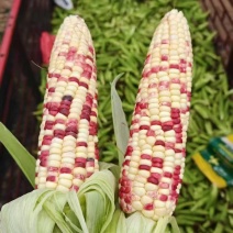 广东徐闻鲜食玉米糯玉米花糯玉米白糯玉米基地直供