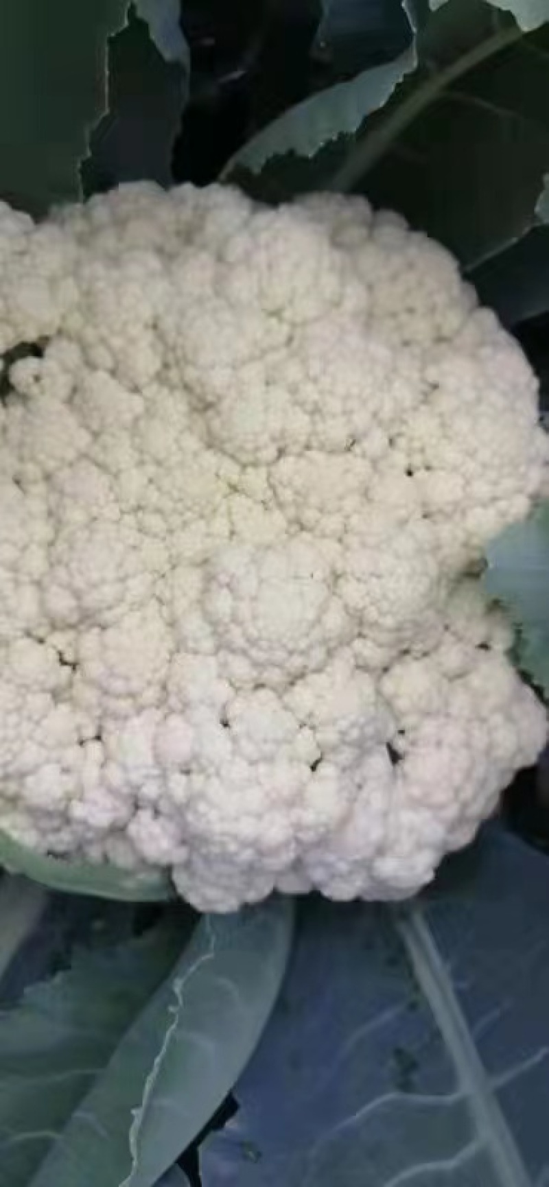 【实力商家】产地直发【保质保量】量大从优【诚信经营】菜花