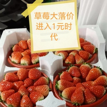 江苏草莓大落价，好货不等人！