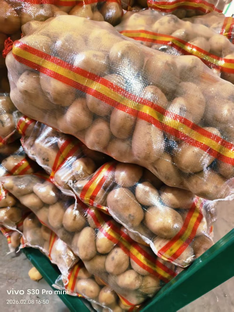 滕州大棚V7土豆，基地发货价格合理质量保证可视频看货