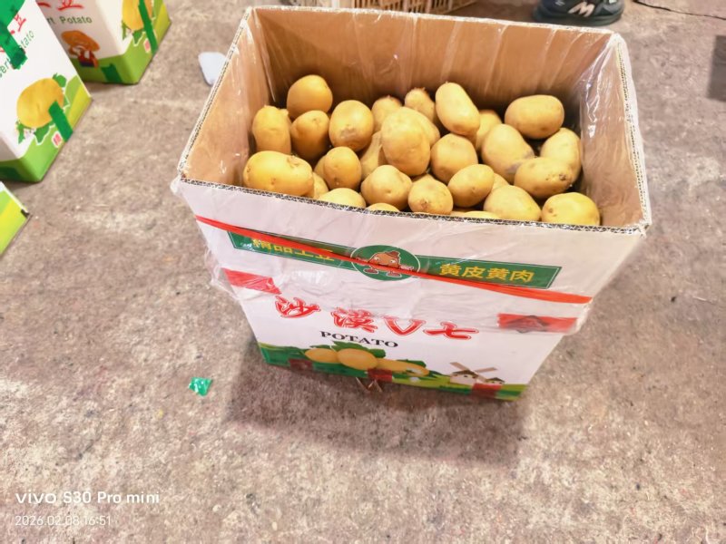 滕州大棚V7土豆，基地发货价格合理质量保证可视频看货