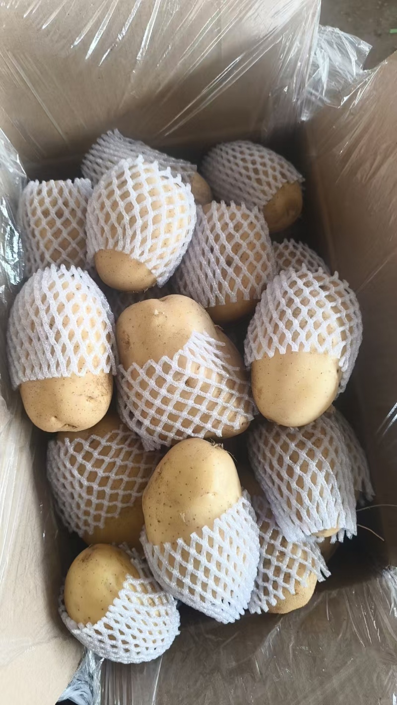 滕州大棚V7土豆，基地发货价格合理质量保证可视频看货