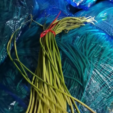 山东金乡原包红帽蒜苔便宜出
