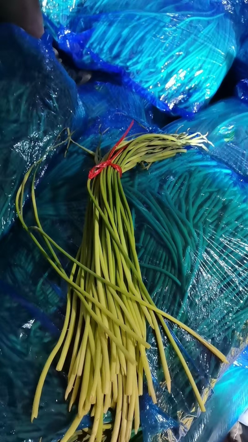 山东金乡原包红帽蒜苔便宜出