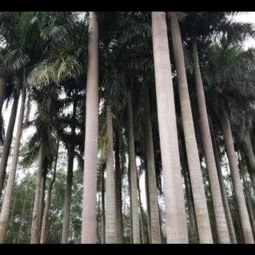 大王椰树