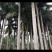 大王椰树