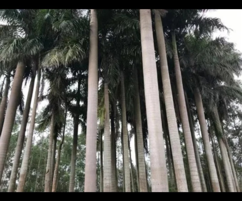 大王椰树